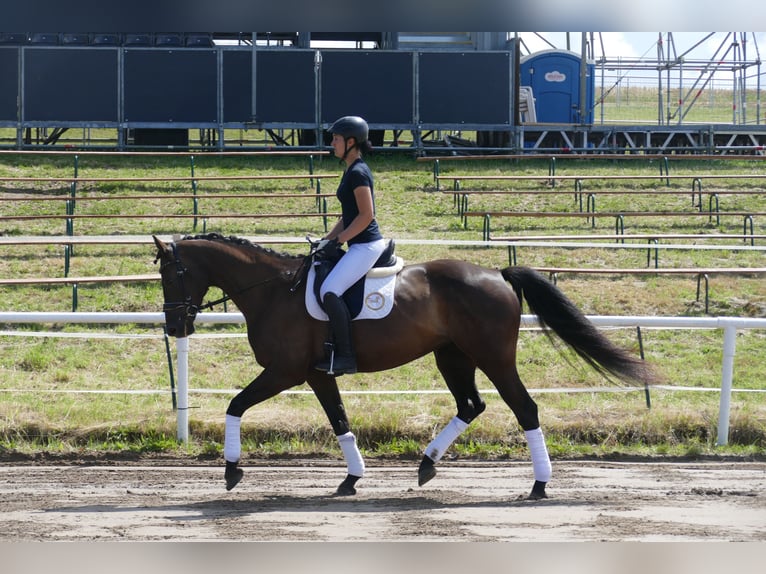 Lettisches Warmblut Stute 10 Jahre 166 cm Dunkelbrauner in Ganschow