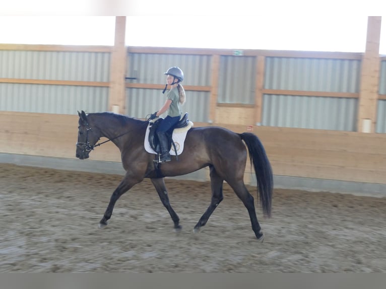 Lettisches Warmblut Stute 10 Jahre 166 cm Dunkelbrauner in Ganschow