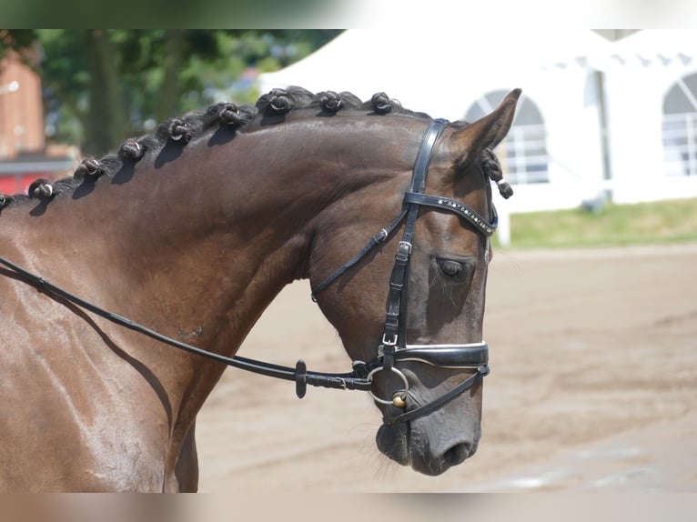 Lettisches Warmblut Stute 10 Jahre 166 cm Dunkelbrauner in Ganschow