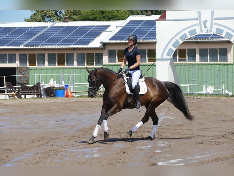 Lettisches Warmblut Stute 10 Jahre 166 cm Dunkelbrauner in Ganschow