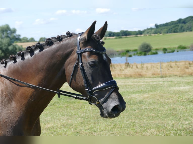 Lettisches Warmblut Stute 10 Jahre 166 cm Dunkelbrauner in Ganschow
