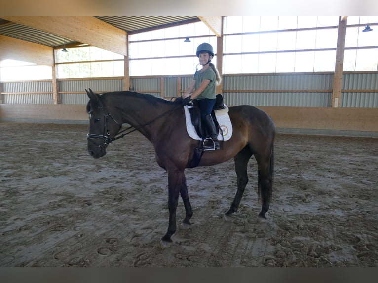 Lettisches Warmblut Stute 10 Jahre 166 cm Dunkelbrauner in Ganschow