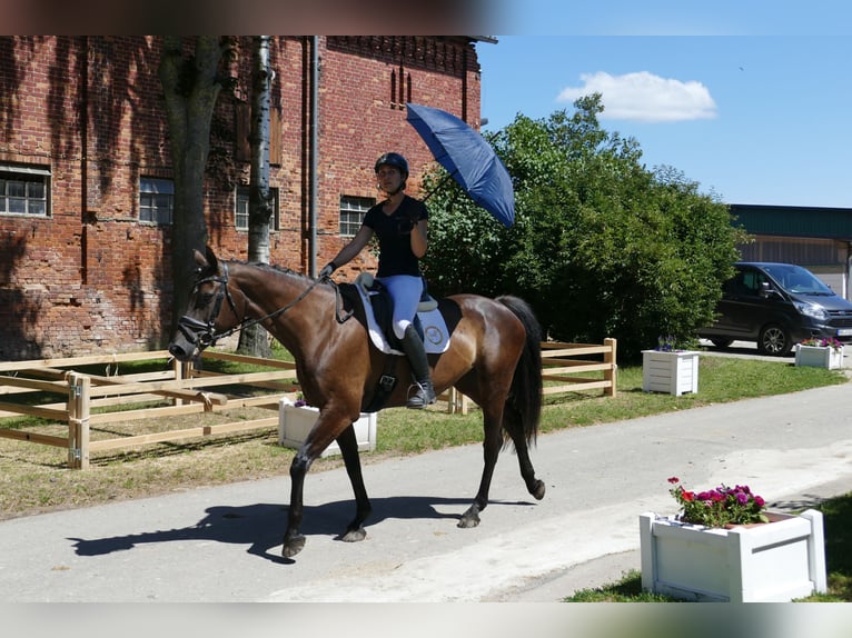 Lettisches Warmblut Stute 10 Jahre 166 cm Dunkelbrauner in Ganschow