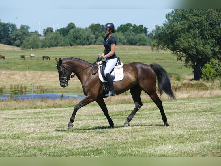 Lettisches Warmblut Stute 10 Jahre 166 cm Dunkelbrauner in Ganschow