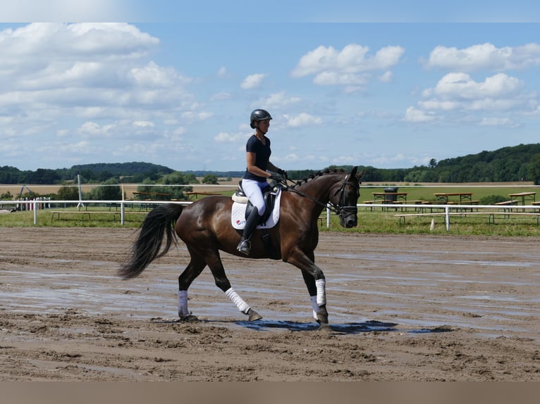 Lettisches Warmblut Stute 10 Jahre 166 cm Dunkelbrauner in Ganschow