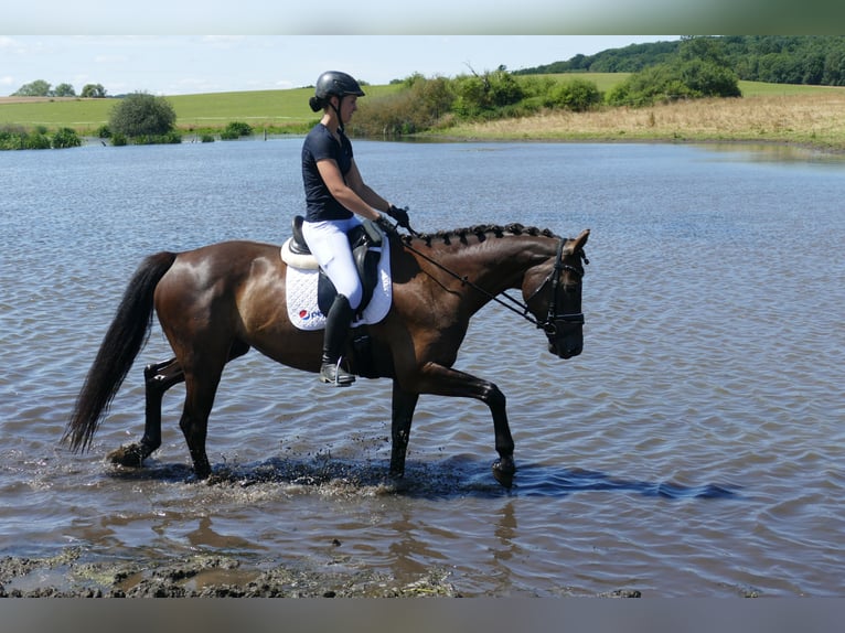 Lettisches Warmblut Stute 10 Jahre 166 cm Dunkelbrauner in Ganschow