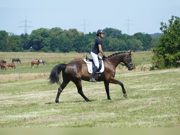 Lettisches Warmblut Stute 10 Jahre 166 cm Dunkelbrauner in Ganschow