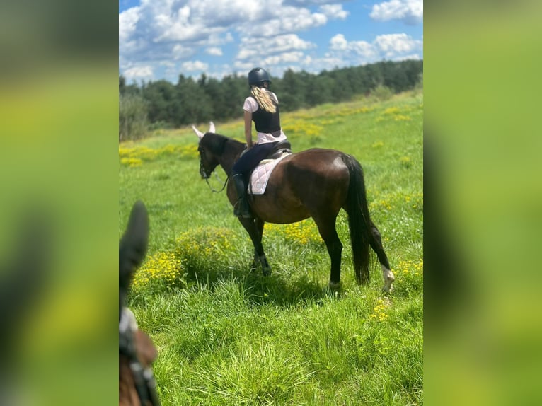 Lettisches Warmblut Stute 12 Jahre 165 cm Dunkelbrauner in Nürnberg