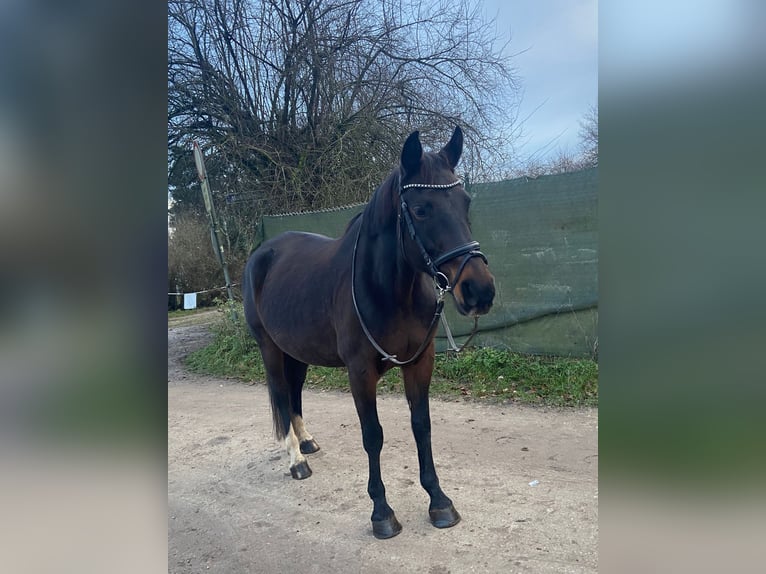 Lettisches Warmblut Stute 12 Jahre 165 cm Dunkelbrauner in Nürnberg