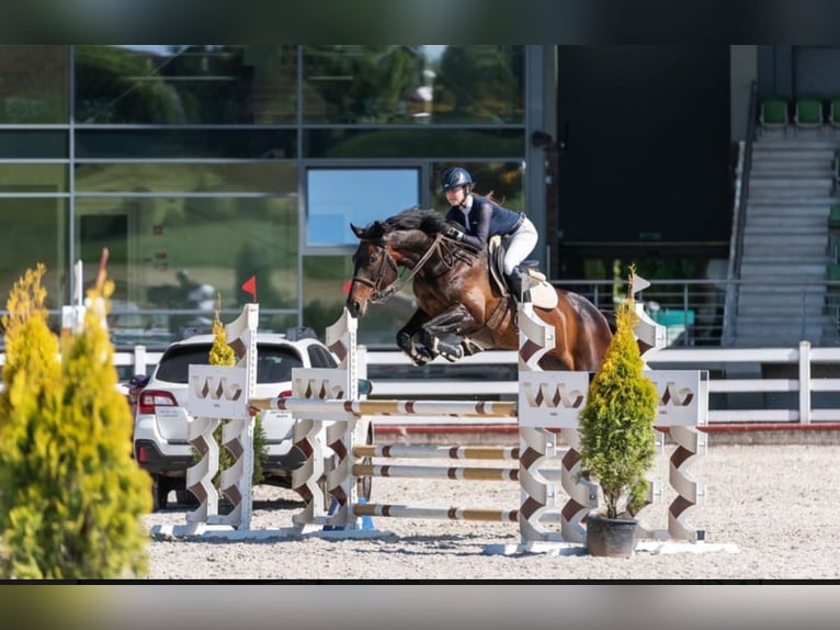 Lettisches Warmblut Stute 12 Jahre 170 cm Schwarzbrauner in W&#xE4;chtersbach
