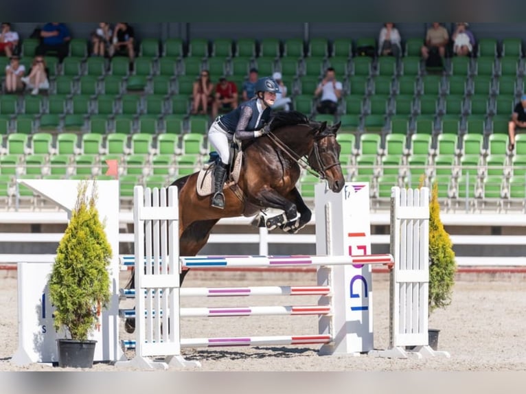 Lettisches Warmblut Stute 12 Jahre 170 cm Schwarzbrauner in W&#xE4;chtersbach