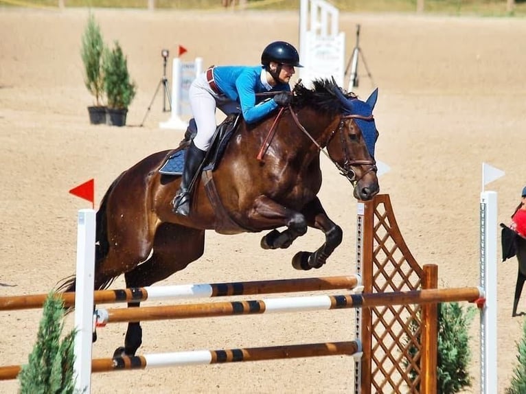 Lettisches Warmblut Stute 12 Jahre 170 cm in Riga