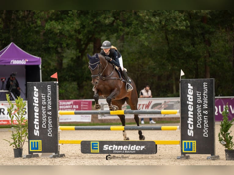 Lettisches Warmblut Stute 14 Jahre 164 cm Brauner in Kluse