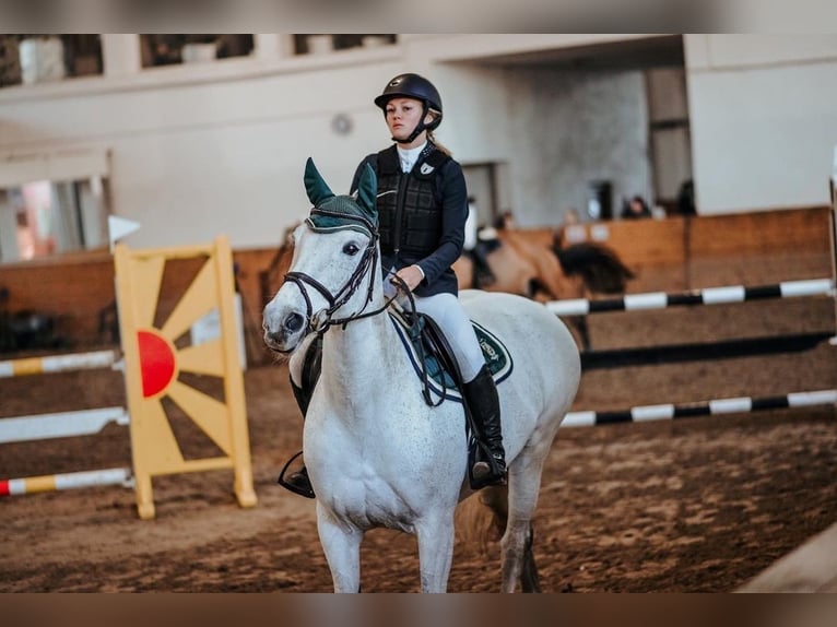 Lettisches Warmblut Stute 15 Jahre 159 cm Schimmel in Marupe