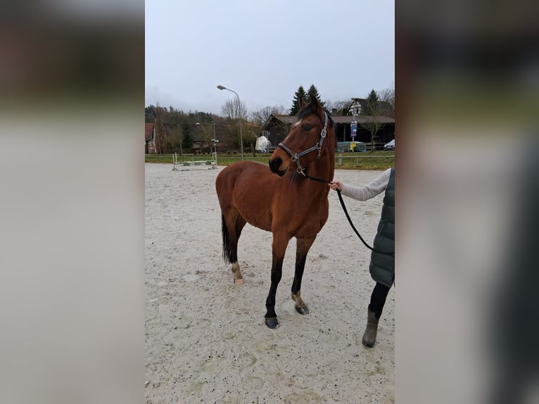 Lettisches Warmblut Stute 15 Jahre 163 cm Brauner in Modautal