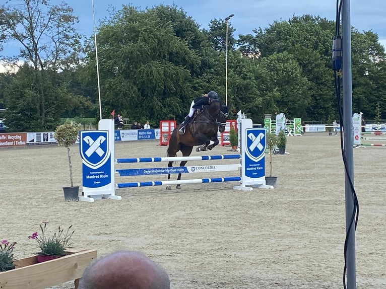 Lettisches Warmblut Stute 15 Jahre 164 cm Brauner in Kluse