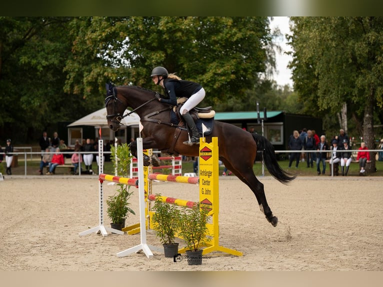 Lettisches Warmblut Stute 15 Jahre 165 cm Dunkelbrauner in HarenHaren
