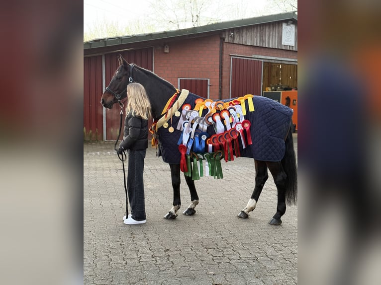 Lettisches Warmblut Stute 15 Jahre 165 cm Dunkelbrauner in HarenHaren