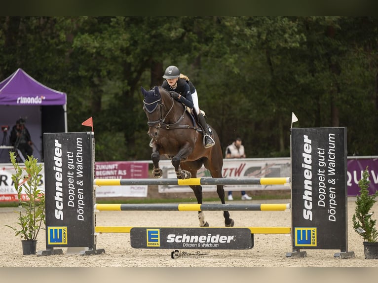 Lettisches Warmblut Stute 15 Jahre 165 cm Dunkelbrauner in HarenHaren