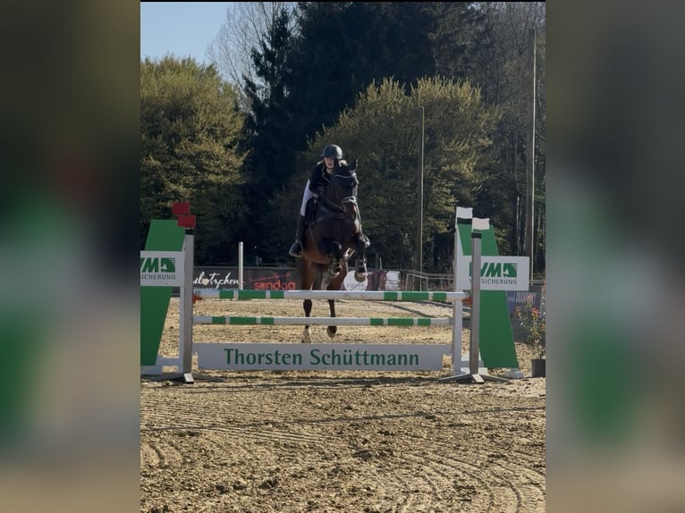 Lettisches Warmblut Stute 15 Jahre 165 cm Dunkelbrauner in HarenHaren