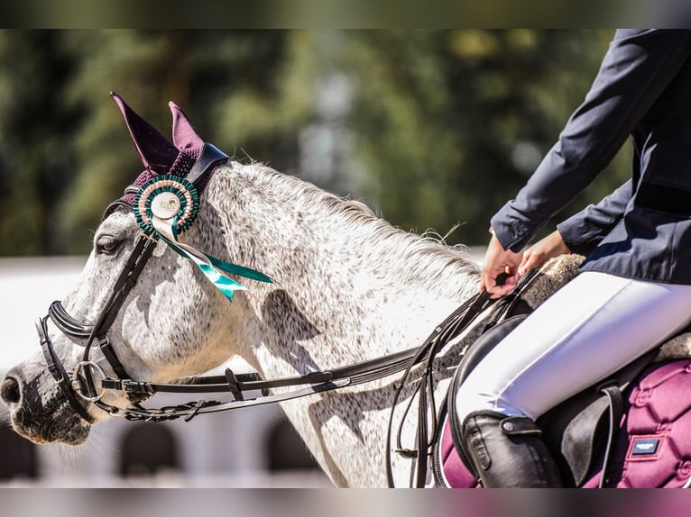 Lettisches Warmblut Stute 16 Jahre 159 cm Schimmel in Marupe