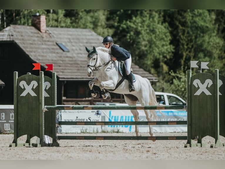 Lettisches Warmblut Stute 16 Jahre 159 cm Schimmel in Marupe