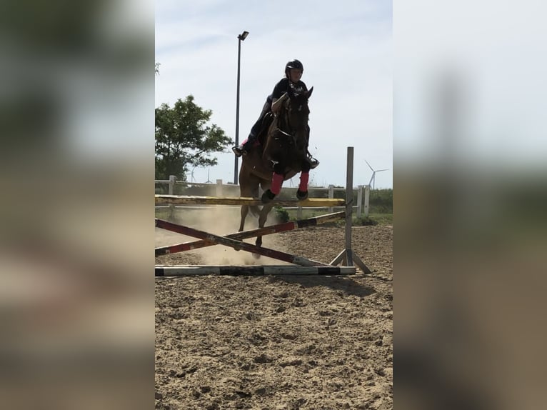 Lettisches Warmblut Stute 17 Jahre 164 cm Brauner in Hohen Sprenz