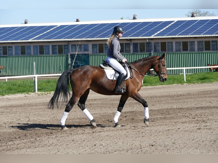 Lettisches Warmblut Stute 17 Jahre 167 cm Brauner in Ganschow