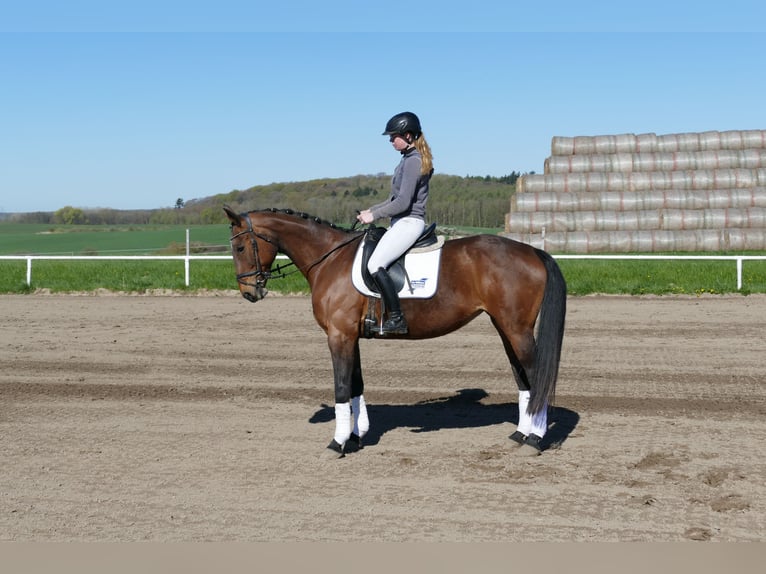 Lettisches Warmblut Stute 17 Jahre 167 cm Brauner in Ganschow