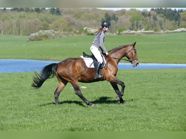 Lettisches Warmblut Stute 17 Jahre 167 cm Brauner in Ganschow