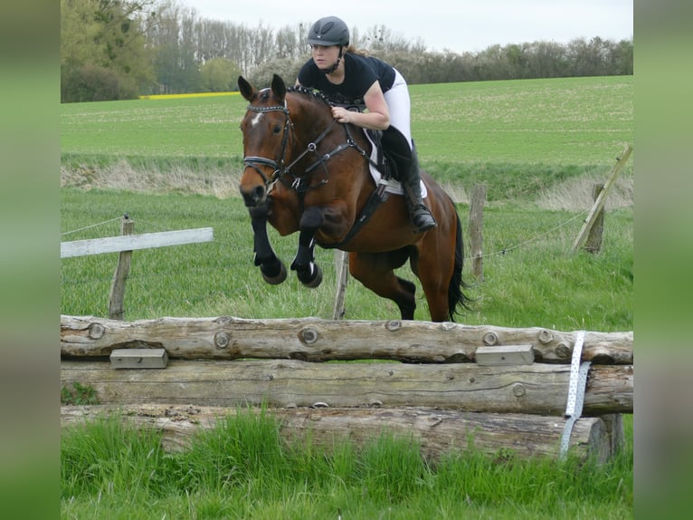 Lettisches Warmblut Stute 17 Jahre 167 cm Brauner in Ganschow