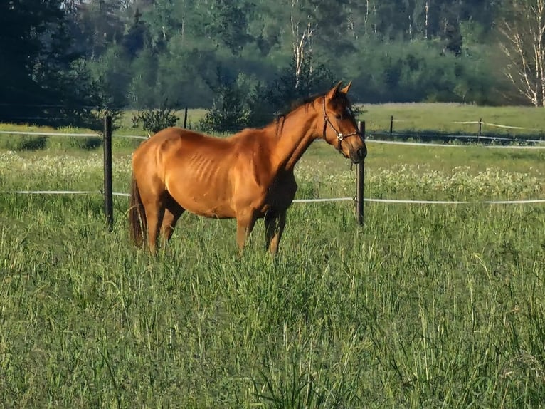 Lettisches Warmblut Stute 1 Jahr 163 cm in Riga Lettisches Warmblut Stute 1 Jahr 163 cm in Riga