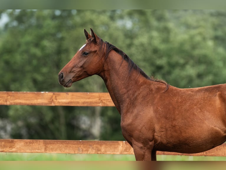 Lettisches Warmblut Stute 1 Jahr 163 cm Rotbrauner in Aug&#x161;daugavas nov.