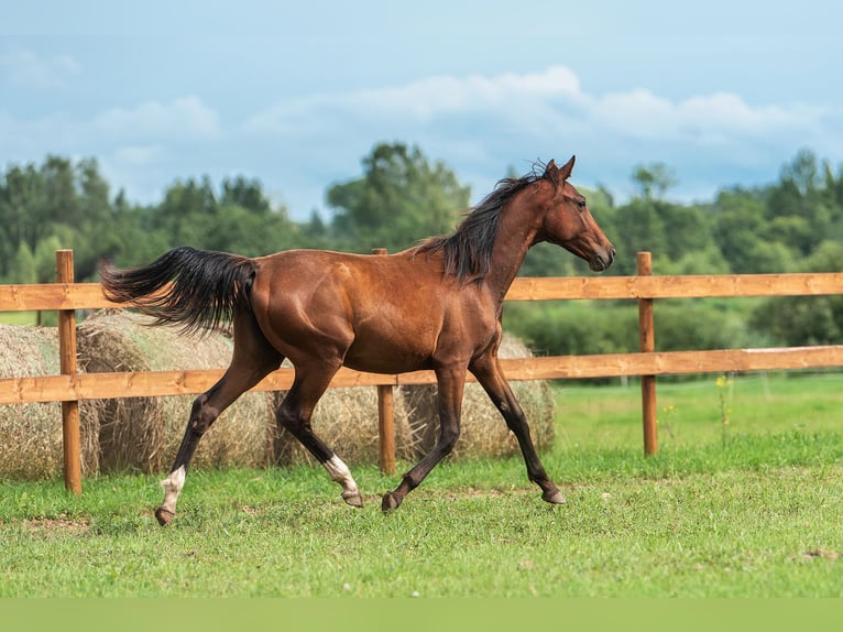 Lettisches Warmblut Stute 1 Jahr 163 cm Rotbrauner in Aug&#x161;daugavas nov.