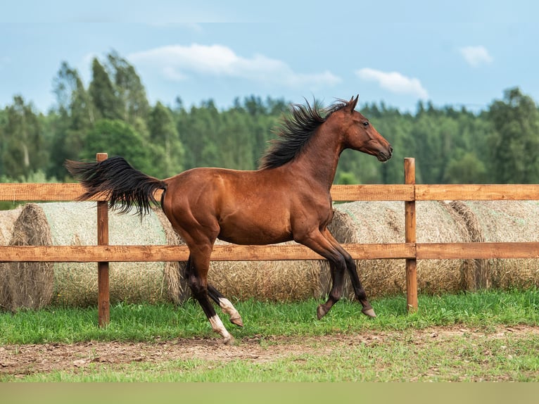 Lettisches Warmblut Stute 1 Jahr 163 cm Rotbrauner in Aug&#x161;daugavas nov.