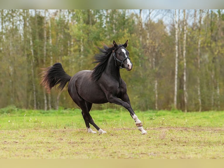 Lettisches Warmblut Stute 2 Jahre 165 cm Rappe in Augšdaugavas novads