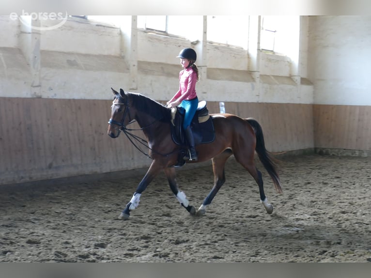 Lettisches Warmblut Stute 4 Jahre 158 cm Brauner in Ganschow