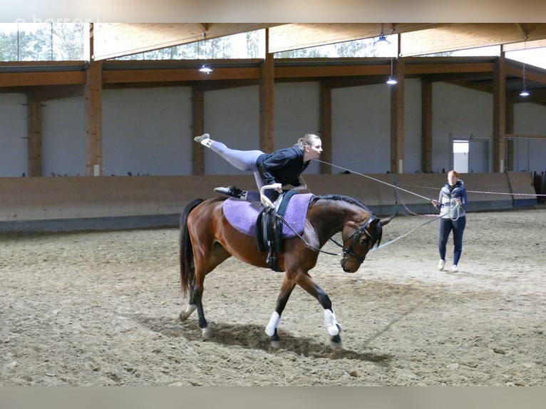 Lettisches Warmblut Stute 4 Jahre 158 cm Brauner in Ganschow