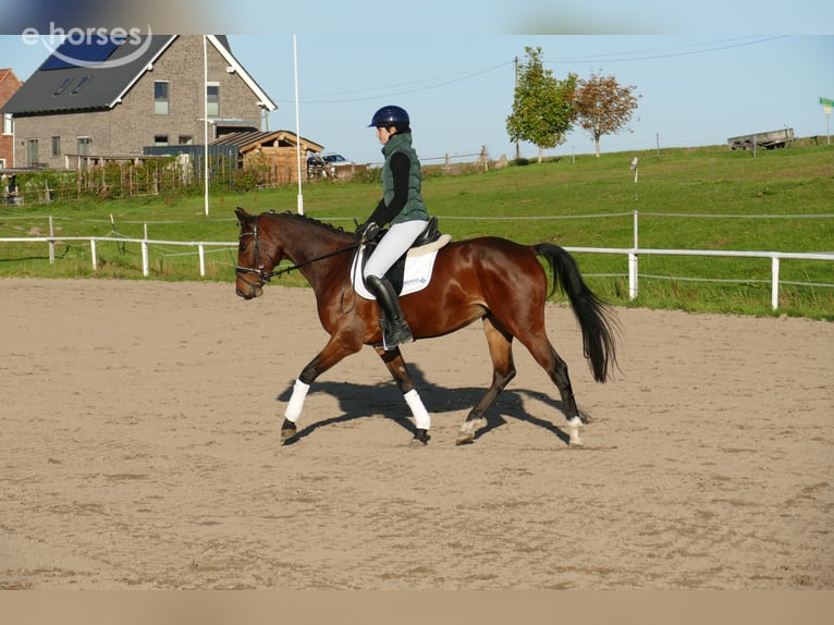 Lettisches Warmblut Stute 4 Jahre 158 cm Brauner in Ganschow
