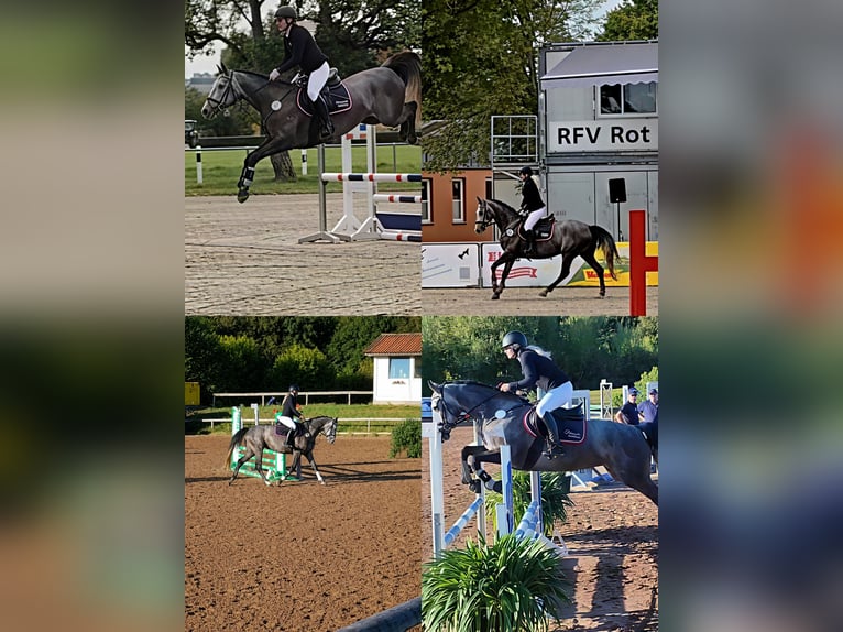 Lettisches Warmblut Stute 4 Jahre 163 cm Apfelschimmel in Giebelstadt