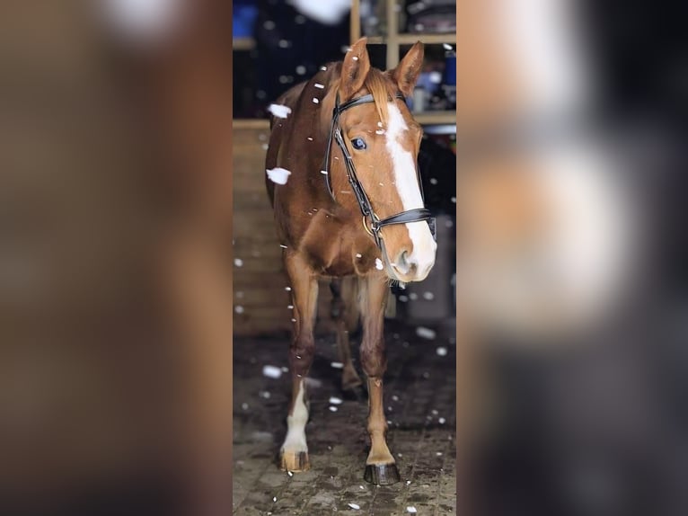 Lettisches Warmblut Stute 4 Jahre 165 cm Dunkelfuchs in Riga