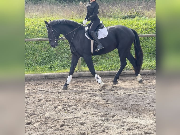 Lettisches Warmblut Stute 4 Jahre 172 cm Rappe in Breitbrunn am Chiemsee