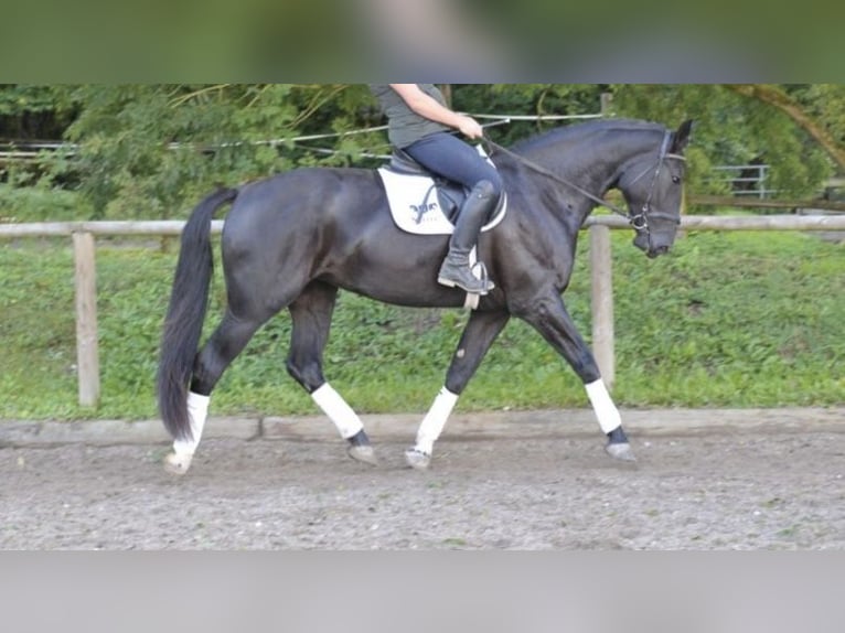 Lettisches Warmblut Stute 4 Jahre 172 cm Rappe in Breitbrunn am Chiemsee
