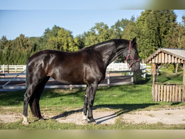 Lettisches Warmblut Stute 4 Jahre 172 cm Rappe in Breitbrunn am Chiemsee