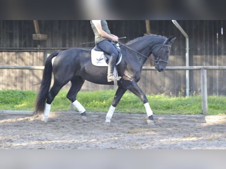 Lettisches Warmblut Stute 4 Jahre 172 cm Rappe in Breitbrunn am Chiemsee