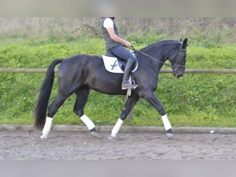 Lettisches Warmblut Stute 4 Jahre 172 cm Rappe in Breitbrunn am Chiemsee