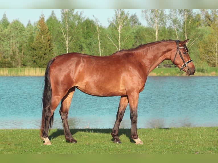 Lettisches Warmblut Mix Stute 5 Jahre 154 cm Rotbrauner in Ogre