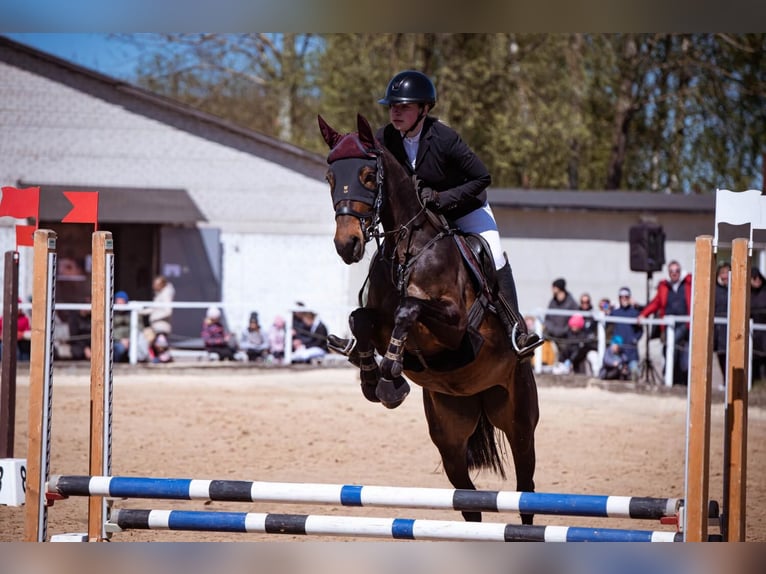 Lettisches Warmblut Stute 5 Jahre 160 cm Dunkelbrauner in Sēme