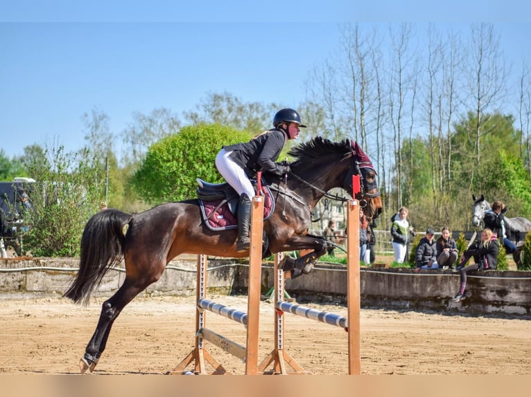 Lettisches Warmblut Stute 5 Jahre 160 cm Dunkelbrauner in Sēme