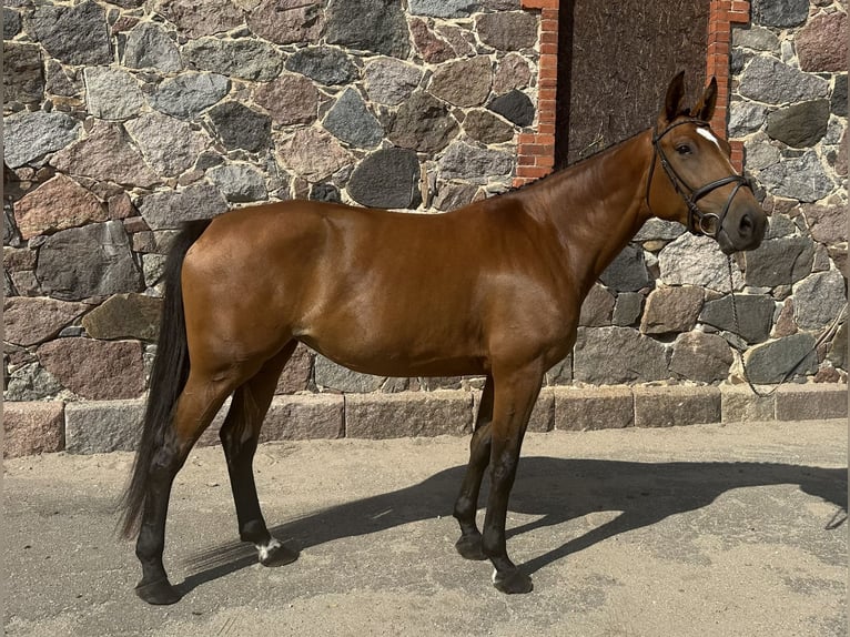 Lettisches Warmblut Stute 5 Jahre 174 cm Rotbrauner in Valmiermuiza